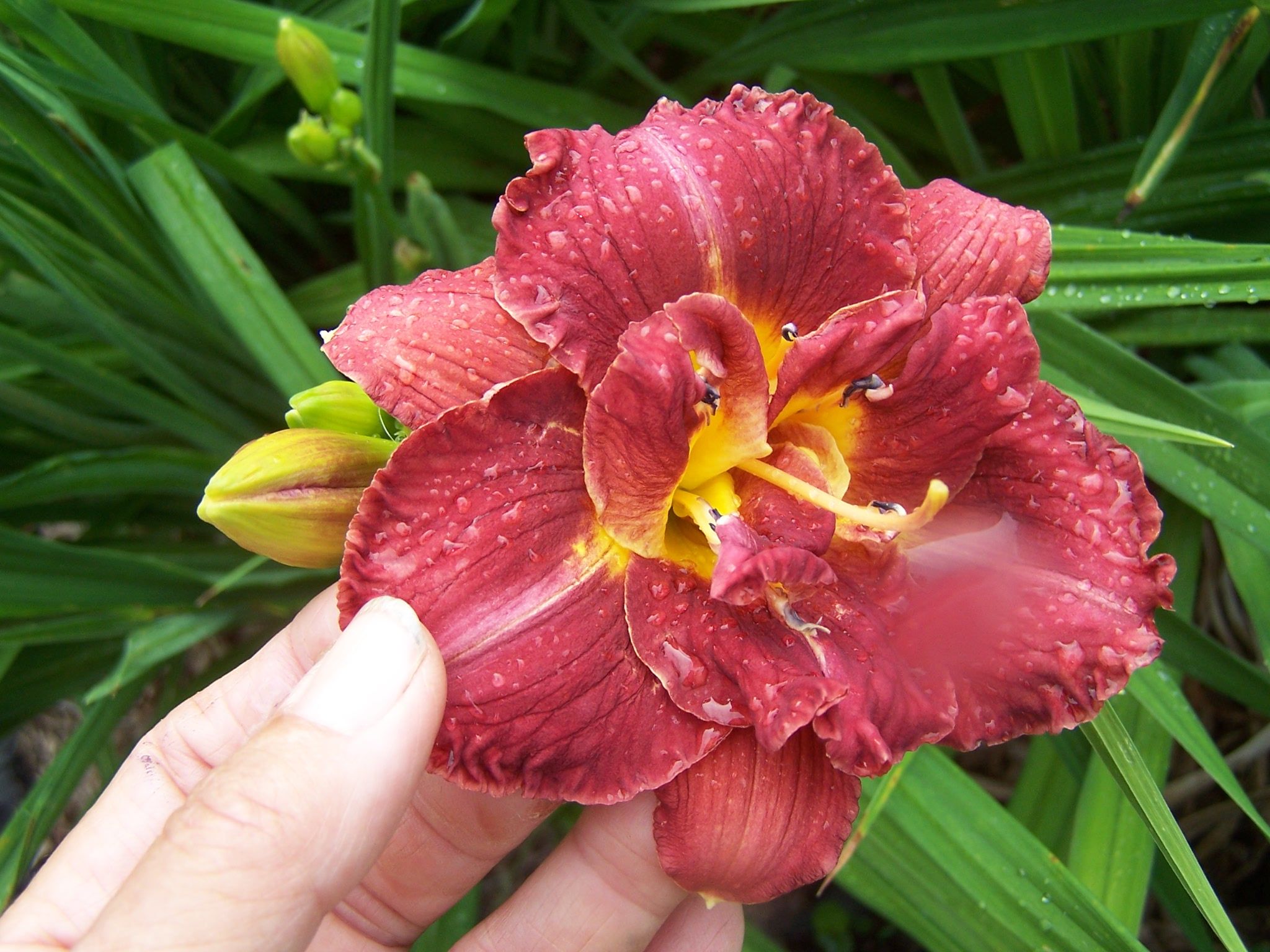 She Wore Red Leather daylily