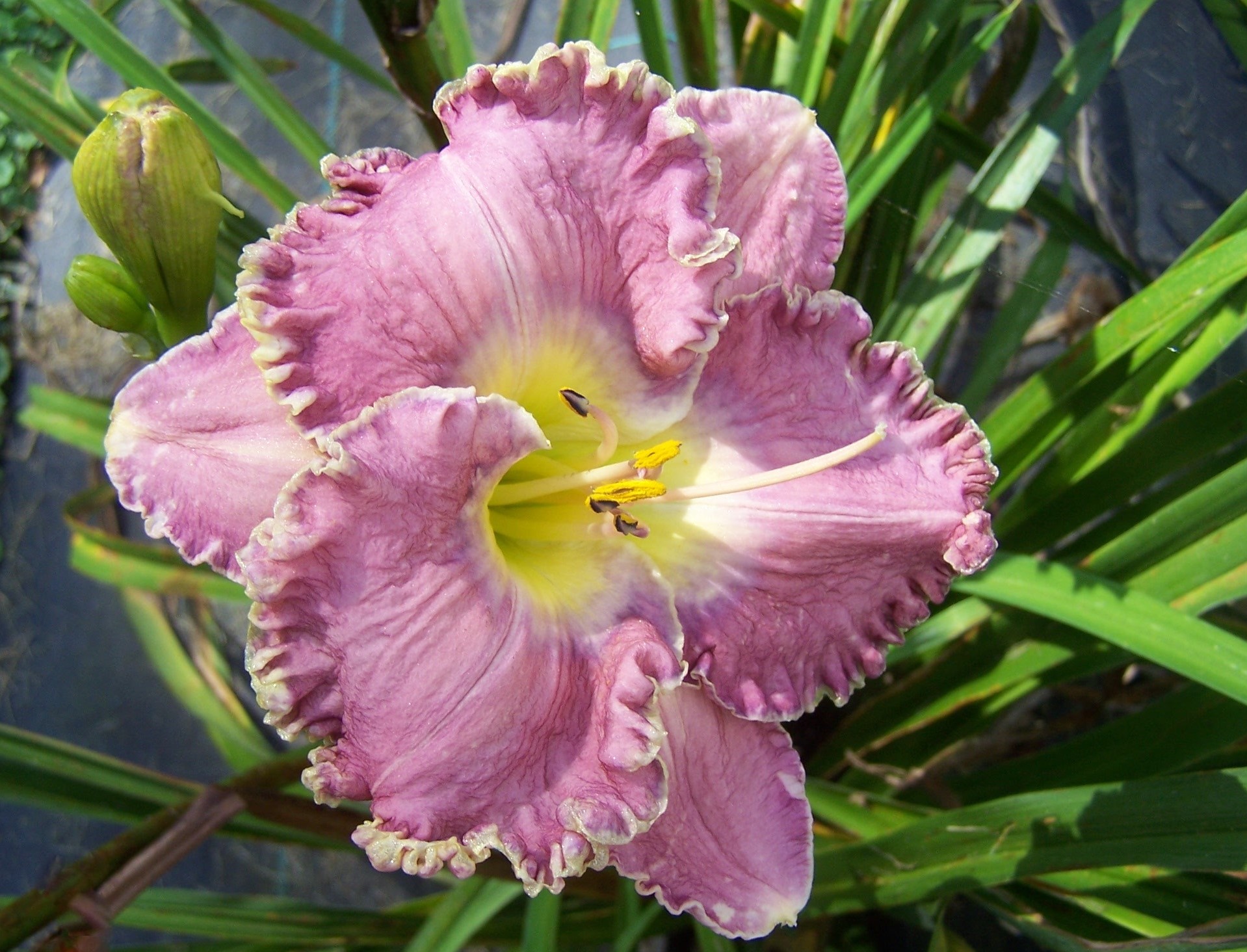 Fountain of Life daylily seedling
