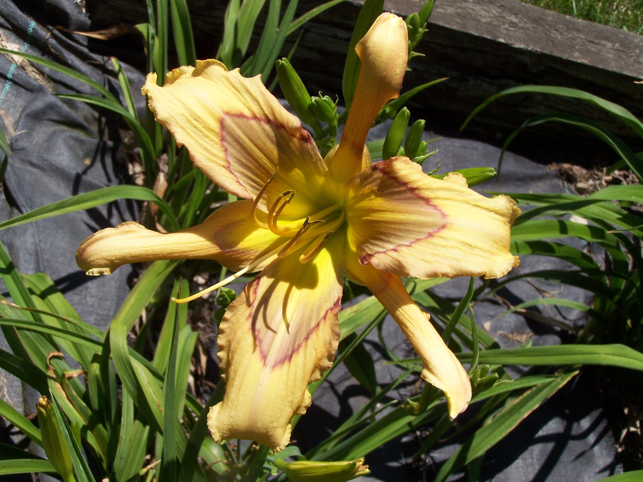Bloomin' Moon daylily