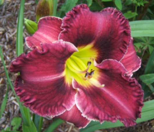 reblooming daylily