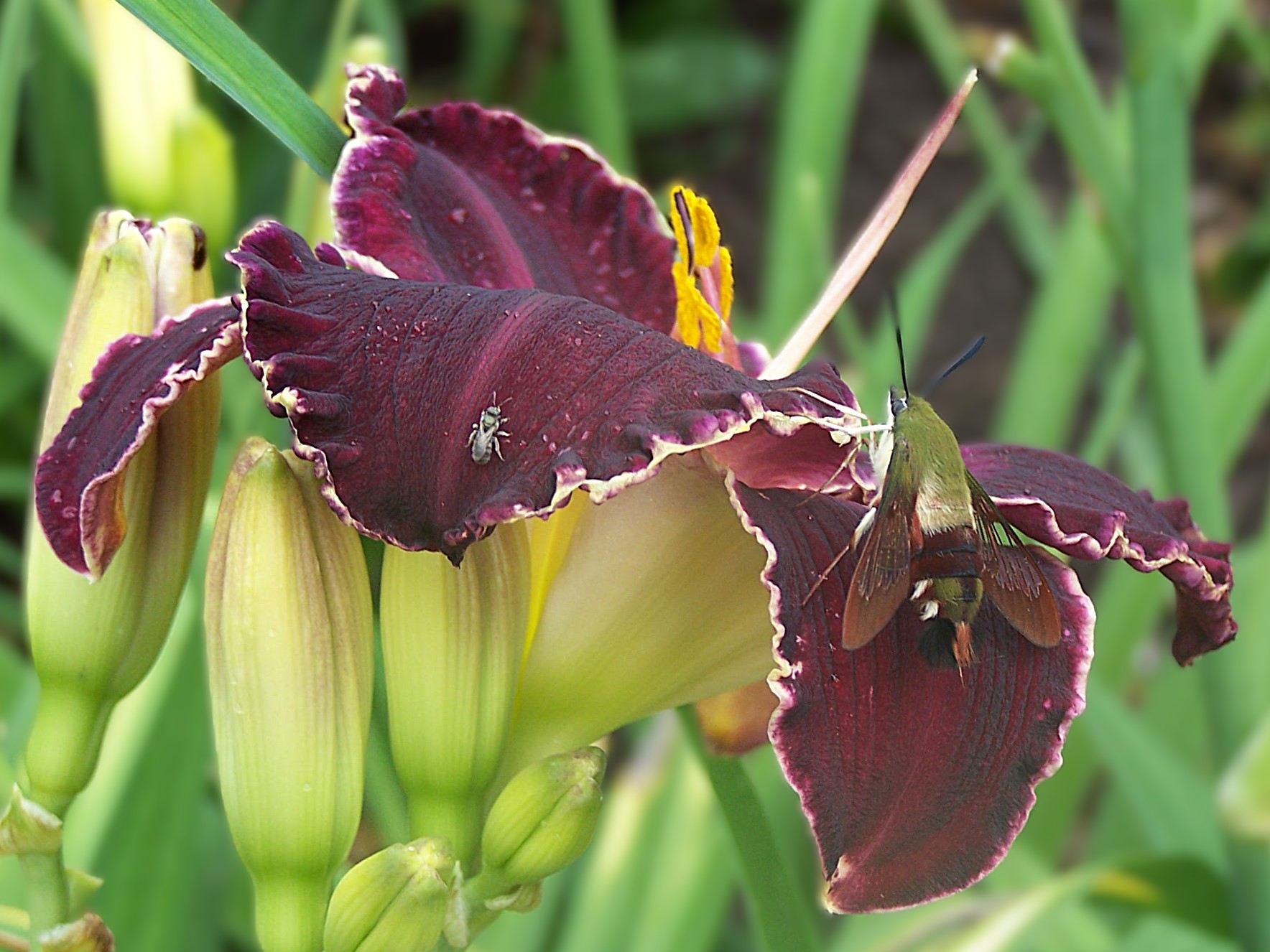 moth on bloom