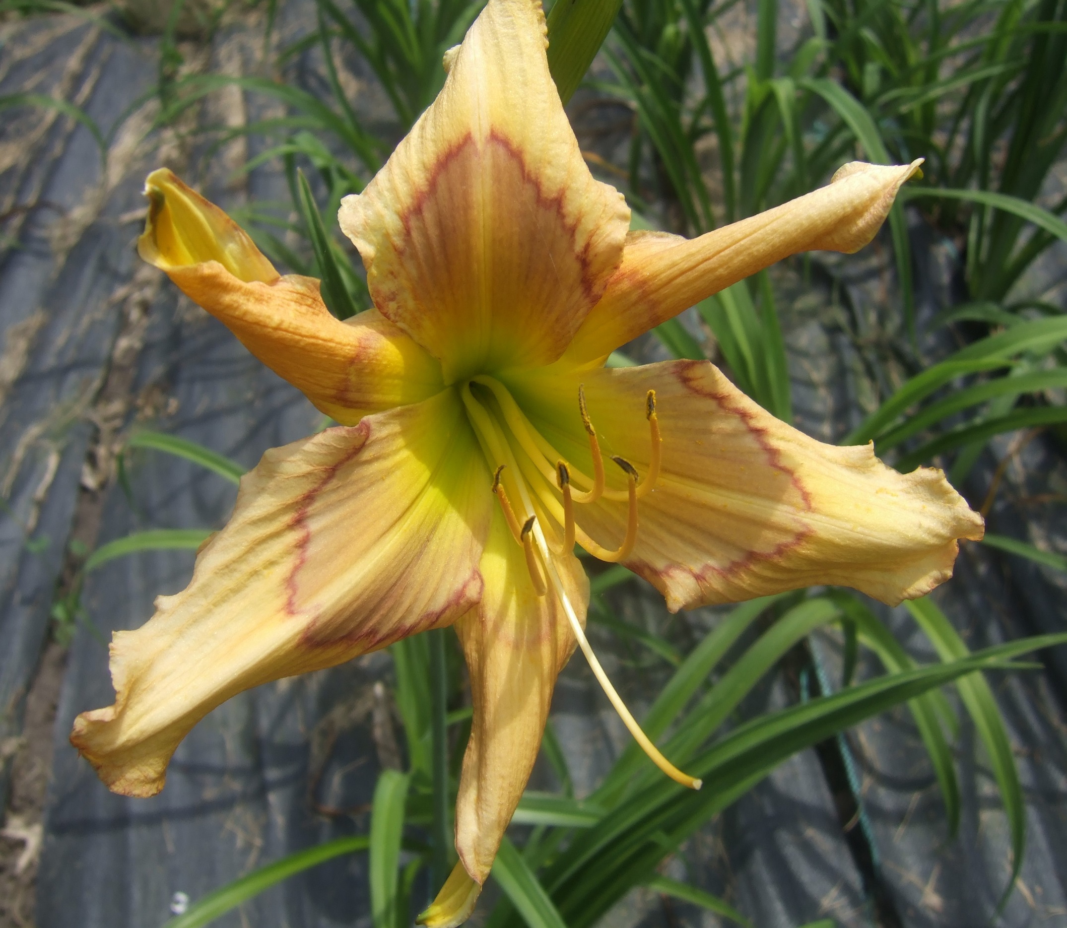 Bloomin' Moon Daylily